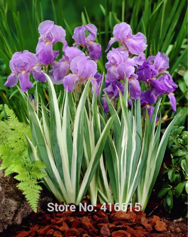 tall flowering plants promotion-shop for promotional tall tall flowering plants promotion-shop for promotional tall