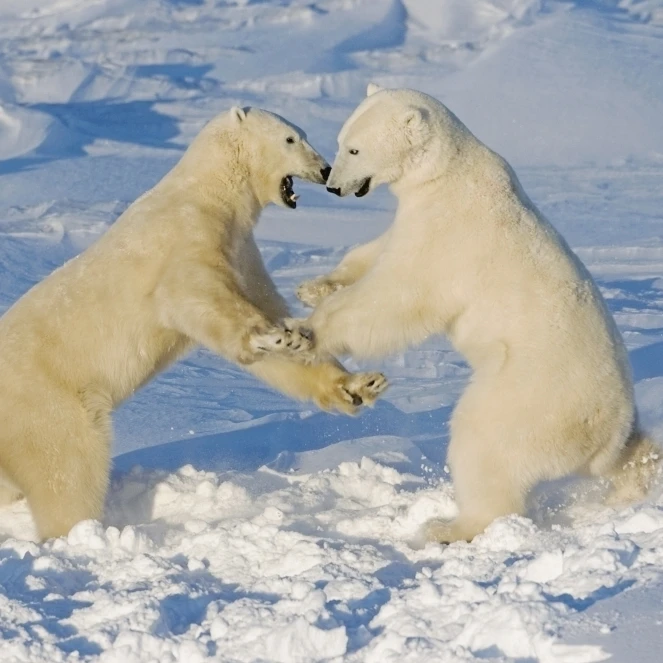 Polar Bears Wrestling And Play Fighting At Churchill  Manitoba  Canada. Poster Print (38 x 24)