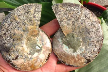

363g 3.43" Half Cut Ammonite Shell Jurrassic Fossil Madagascar