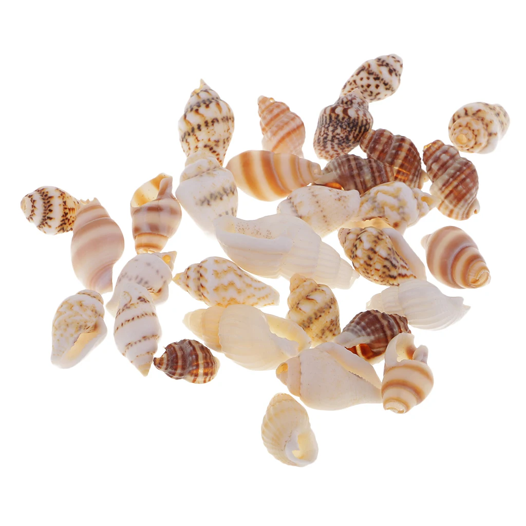 30pcs Party Festival Home Decor Aquarium Decoration Conch Shells Natural Sea Beach Shell Conch Seashells For DIY Candles Crafts