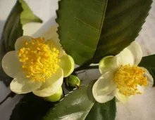 

100 pcs CAMELLIA sinensis Green Tea Seeds Fresh Fragrant RARE seeds for DIY Home Garden Plant