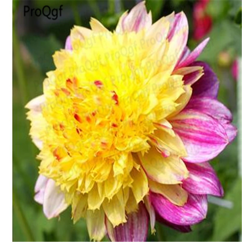 

Ngryise 15Pcs a set Dahlia Bulb