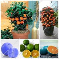 Indoor-Bonsai-Mini-Orange-Tree-Seeds-Organic-Fruit-Tree-Seeds-For-Flower-Pot-Planters-Delicious-Rounded.jpg_200x200
