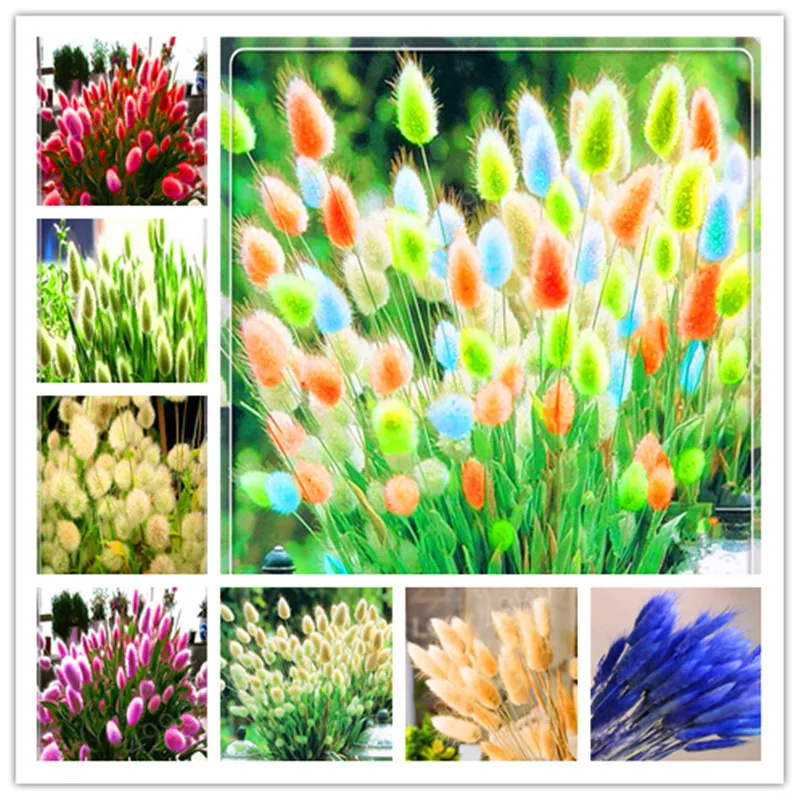 

100 Pcs Rabbit Tails Grass Bonsai Colorful Fescue Bonsai Ornamental beatuty Grasses Bonsai For Home Garden Potted Plants Decor