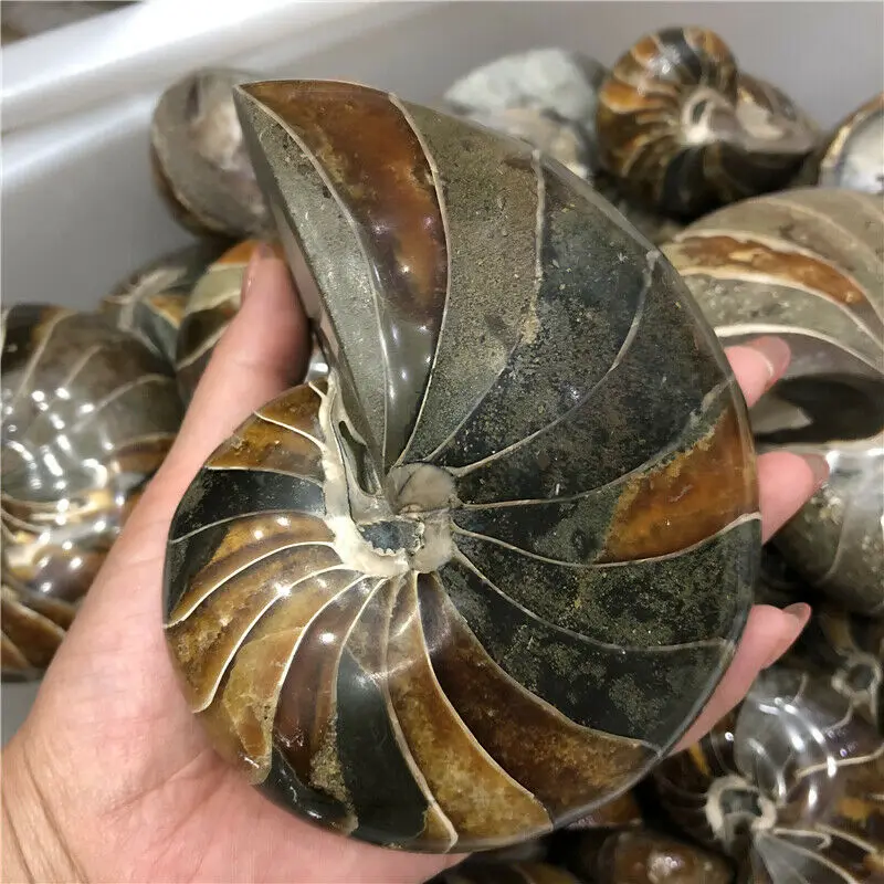 

260g Natural Conch Fossil Specimen Decoration Collection Madagascar Stones and Crystals
