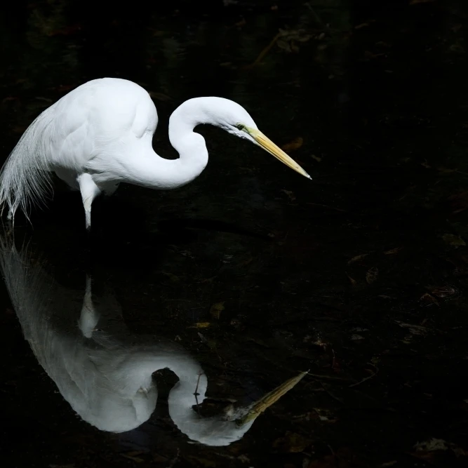 Florida  Everglades  Great Egret (Egretta Alba) Hunting In Shallow Water. Poster Print (36 x 24)