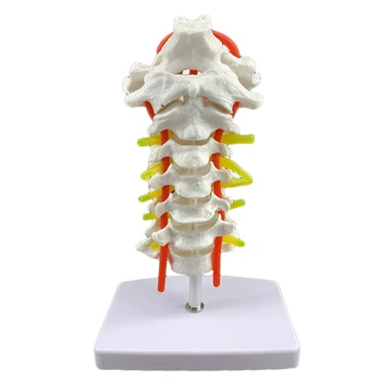 

Cervical spine with carotid artery, posterior occipital bone, intervertebral disc and nerve model