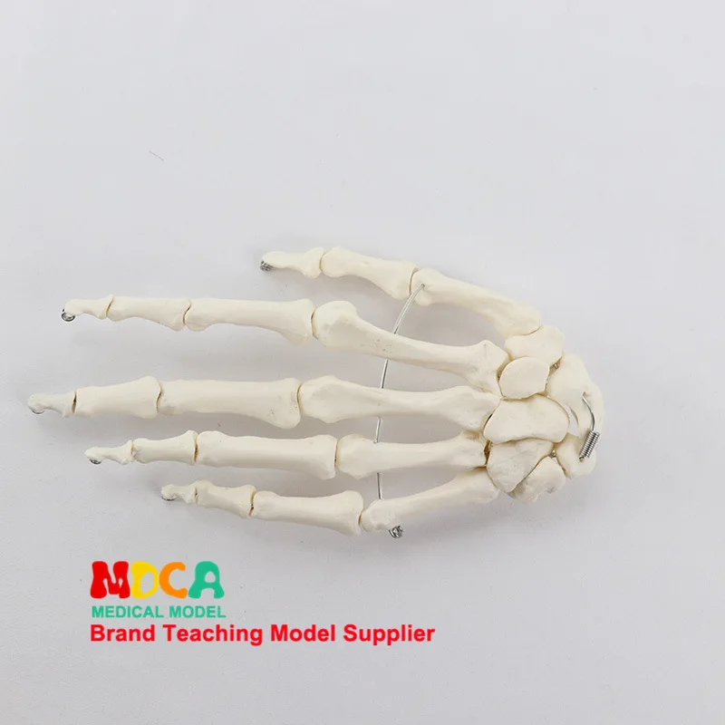 1:1 модель скелета ладони руки костяная ортопедическая учебная медицинская медицина Обучение Манекен анатомическая модель