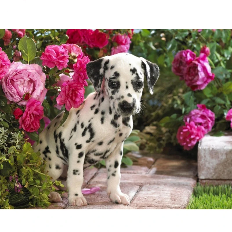 Dalmatian puppy_