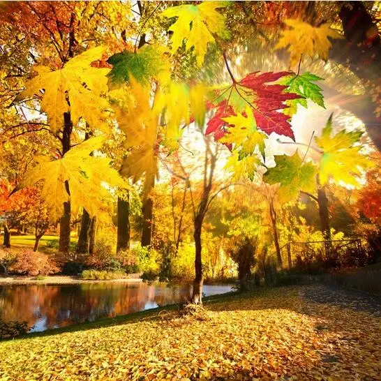 

SHENGYONGBAO 10X10ft Autumn theme Backdrop Vinyl Photography Backdrop Prop Custom photo studio backgrounds NJY58