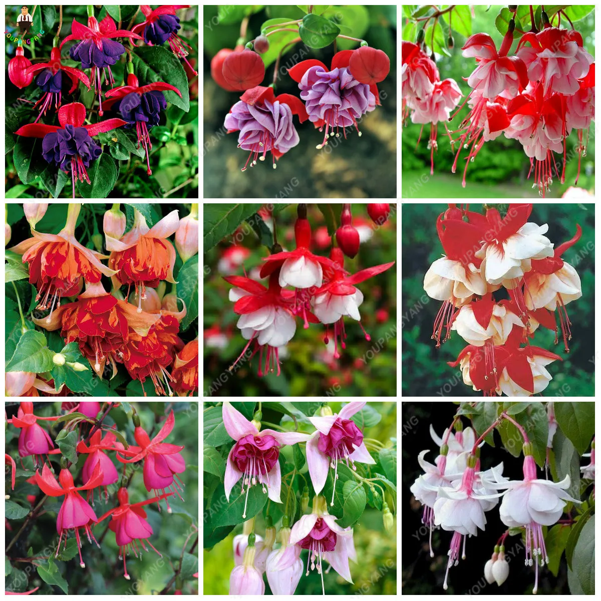 200pcs Mixed Color Lantern Flower Flores Fuchsia Hybrida Hort Plantas