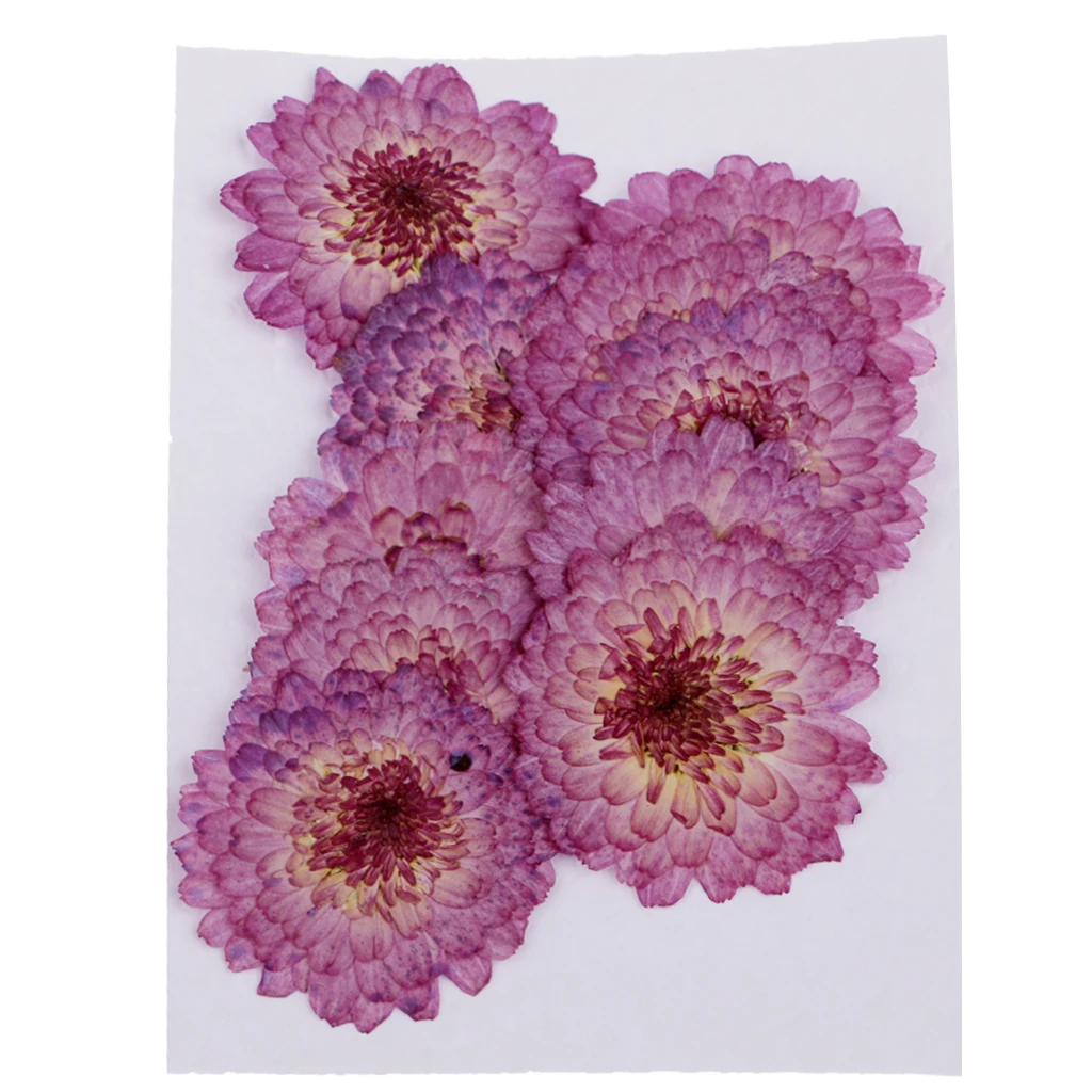 

20pc Pressed Real Dried Chrysanthemum Flowers for Phone Case Card Decoration