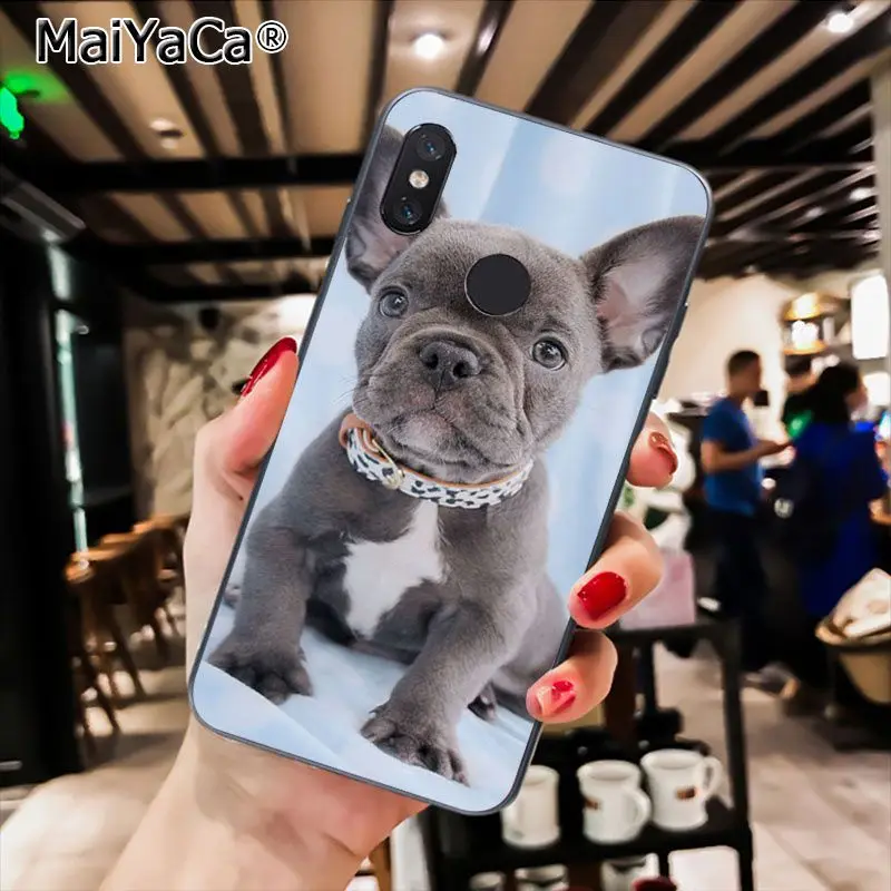 French Bulldog Puppy 