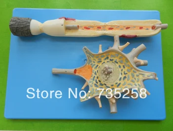 

Advanced brain anatomical model ,Brain anatomy teaching model