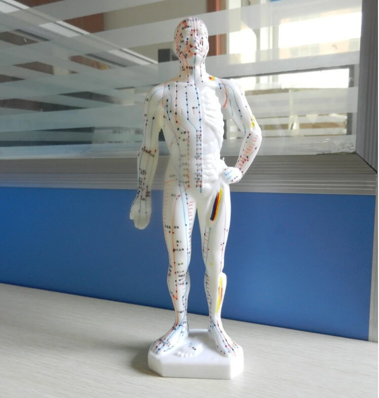 26 см человеческого тела Модель точечной акупунктуры ПВХ человека модель скелета, черепа для уплотнения анатомическая исследование Дисплей модель