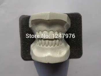

Free Shipping Dental gypsum plaster casts of teeth dental wax model