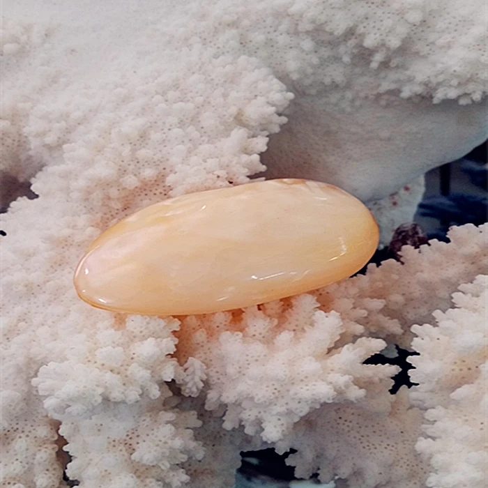 

Natural conchas shells craft cowrie shells landscape platform buzios e conchas nautical home decor