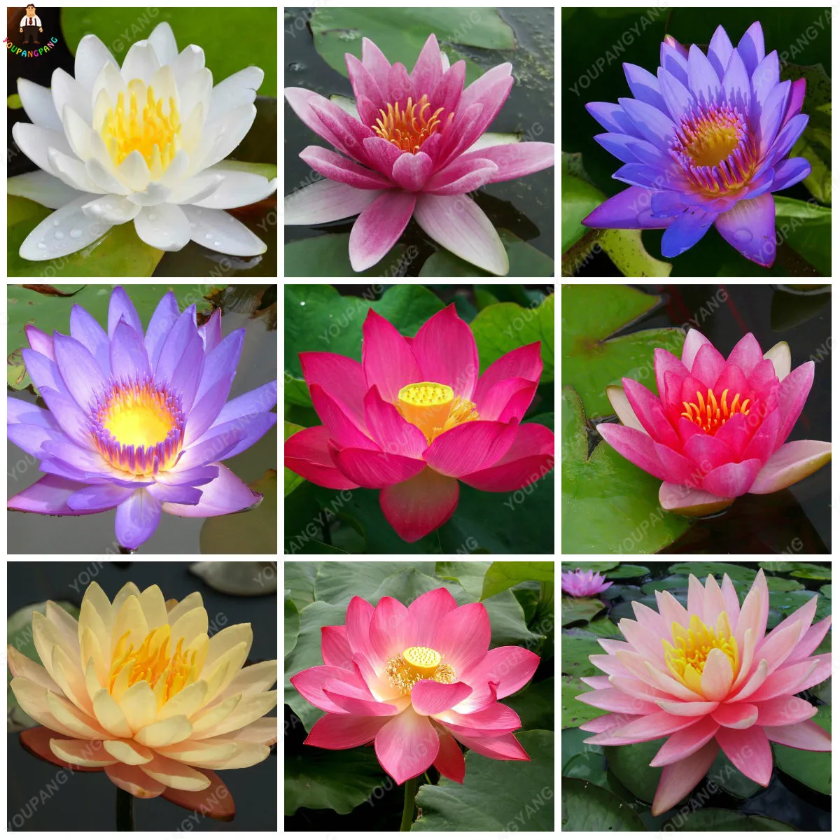 10 Pcs Bag Mix Color Bowl Lotus Bonsai Hydroponic 10 Pcs Bag Mix Color Bowl Lotus Bonsai Hydroponic