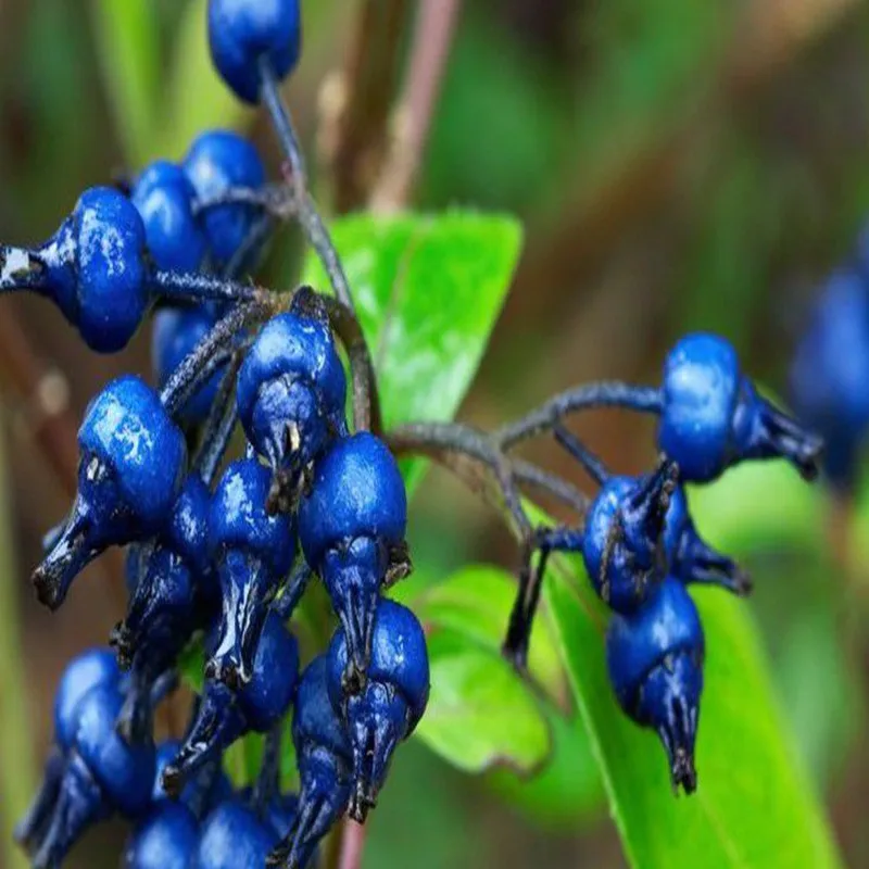 100 1000 г экстракт дихроа фибрифуга 20:1 порошок huang chang shan Saxifragaceae дихроэ для лечения