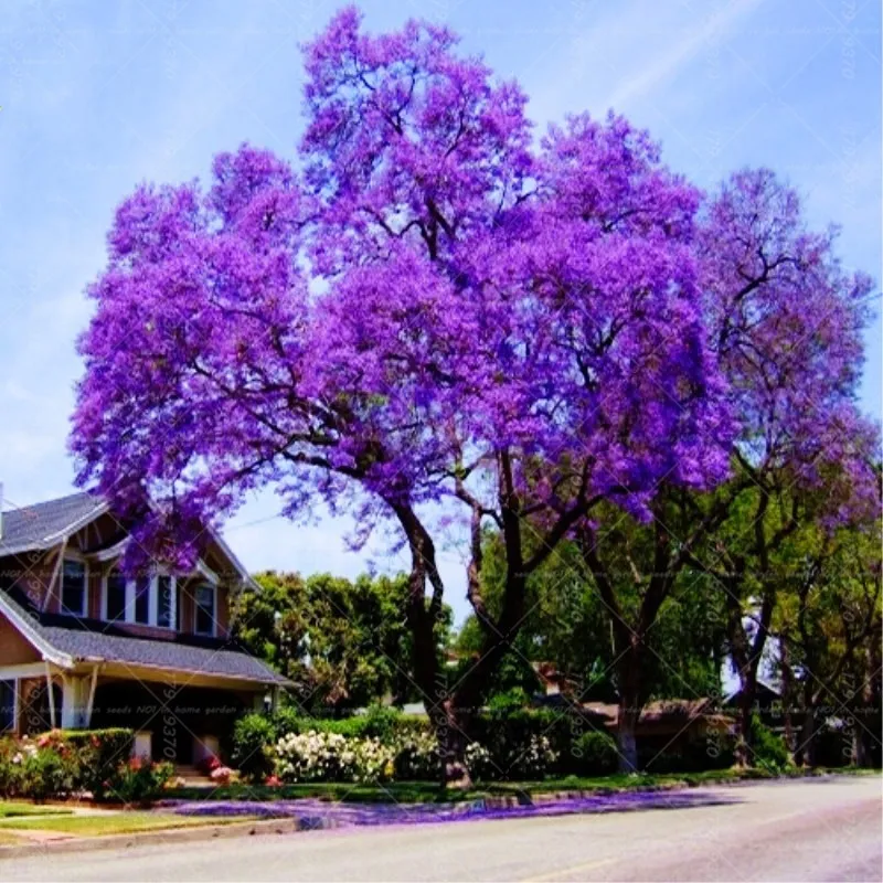 

200Pcs Paulownia Bonsai Purple Paulownia fortunei flower bonsai tree plants Multi-color landscape tree for home garden planting