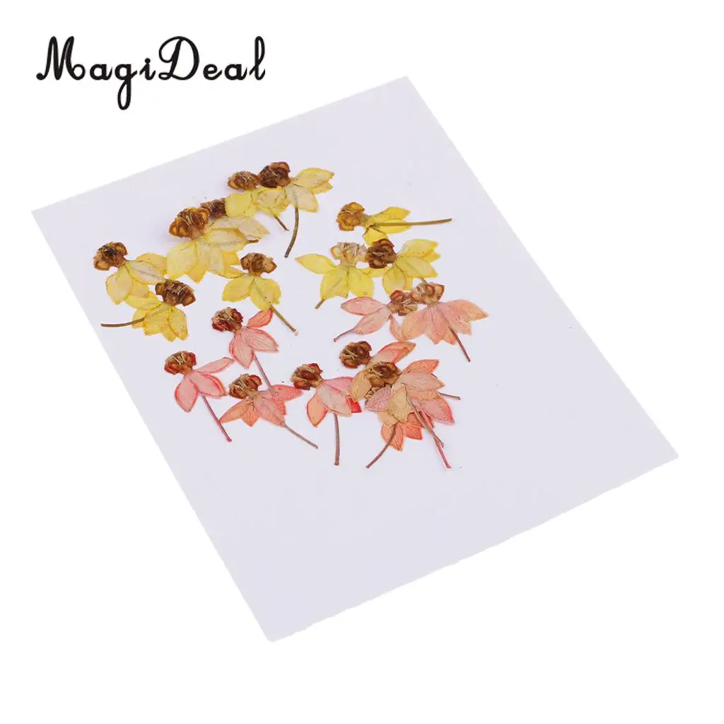 20pcs Beautiful Dancing-Doll Orchid Real Pressed Flower Dried Flowers for Art Craft Scrapbooking Resin Jewelry Making Phone Case
