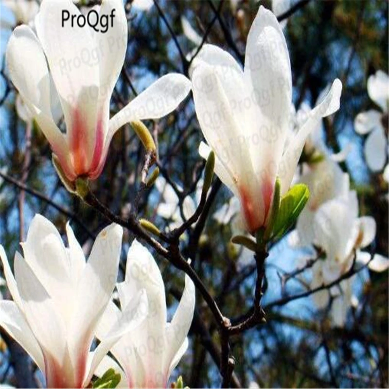 

300Pcs A Set Magnolia denudata
