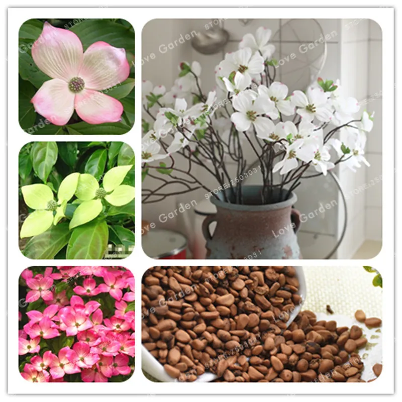 

20 Particles Kousa Dogwood Bonsai Rare Flower Bonsai Edible Garden Fruit Bonsai Plant DIY Home Garden Plant Easy To Grow