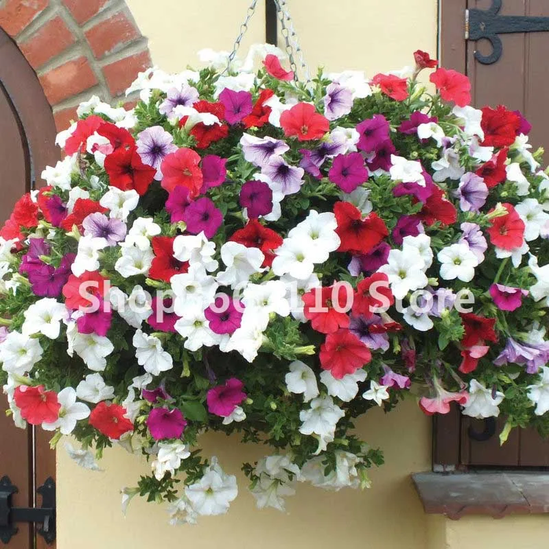 

100pcs/bag seedsplants outdoor Petunia flower Garden,Petunia Night Sky flower,bonsai flower Plantas,plant for Balcony and Yard