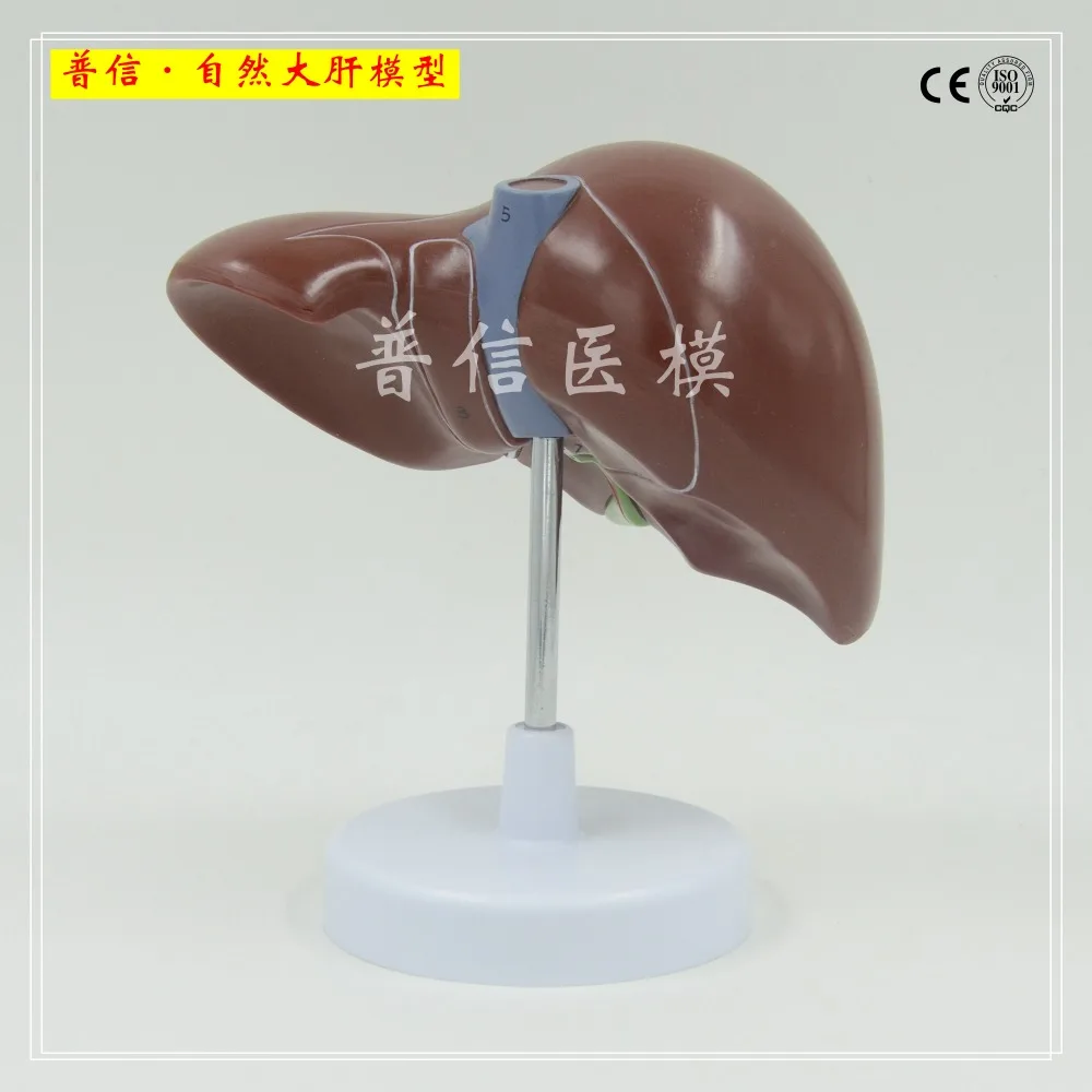 Kupuj online wyprzedażowe model liver od Chińskich model