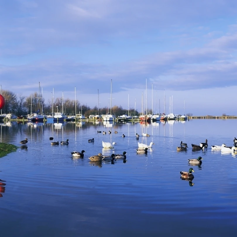 Kinnego Marina  Lough Neagh  Co Antrim  Ireland; Ducks Swimming By A Marina Poster Print (34 x 26)