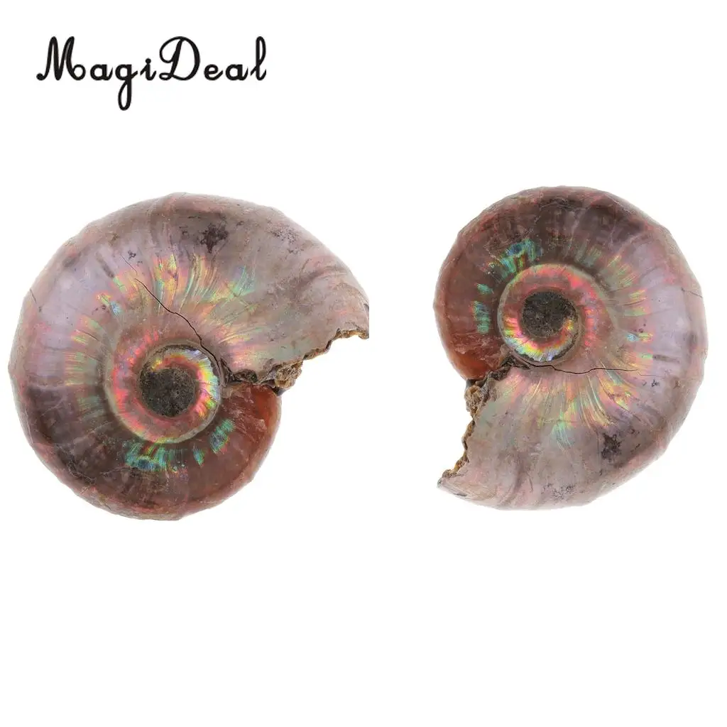 MagiDeal 2pcs Natural Ammonite Shell Gemstone for Pendant Necklace Jewelry Making