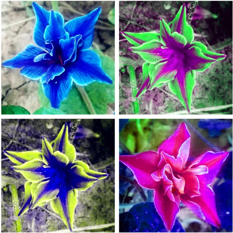 

200 Pcs Eustoma Bonsai Planta Perennial Flowering Plants Balcony Potted Flowers Bonsai Lisianthus for Flore Pot Planter