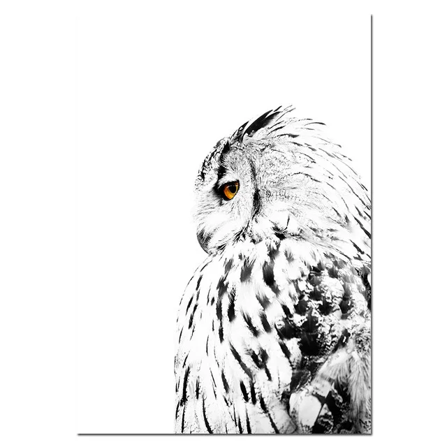 Qopo