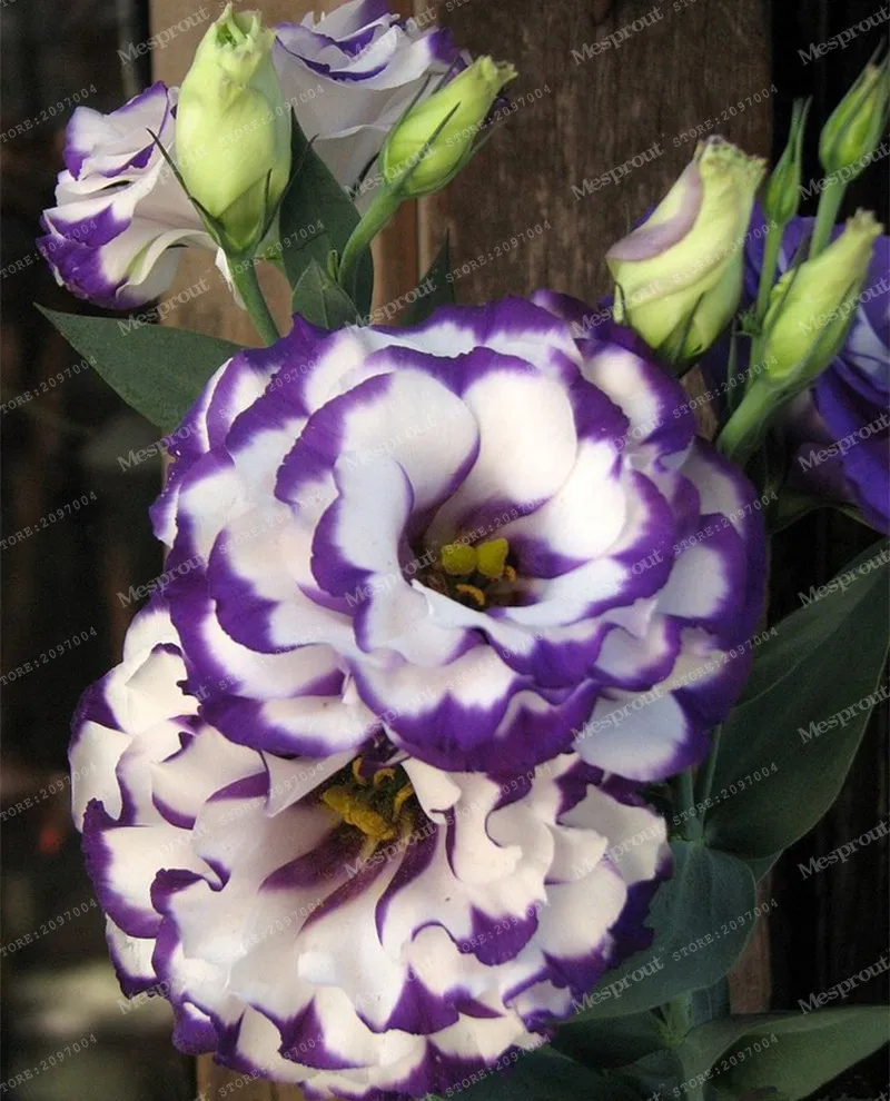 

100pcs Purple Lisianthus Bonsai Rare Eustoma Bonsai Flower Bonsai For Lisianthus For FLOWER Home & Garden