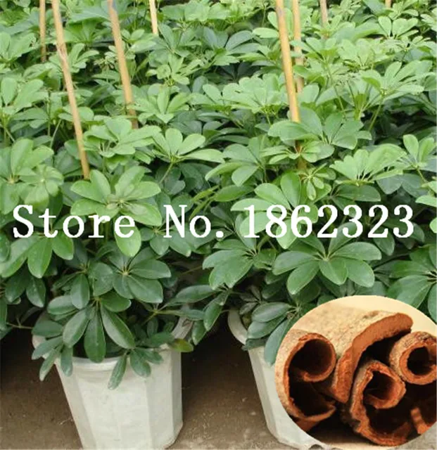 20 Pcs Giant Cinnamon Tree Bonsai Outdoor Evergreen Fragrant Plant