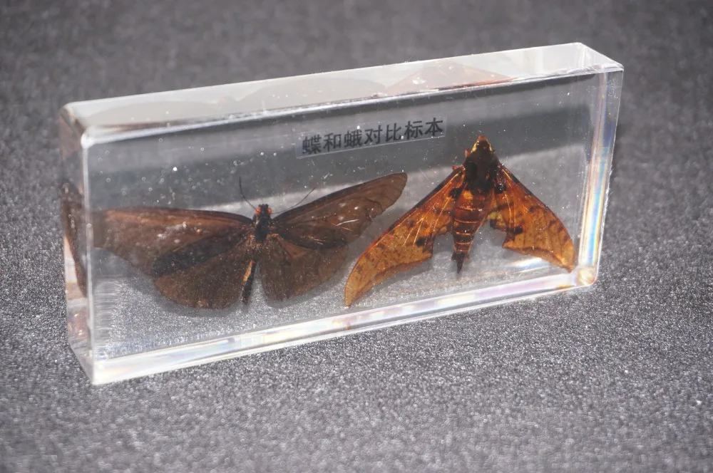 Real Butterfly And Moth Specimens In Clear Lucite Block Educational