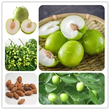 popular chinese fruit trees