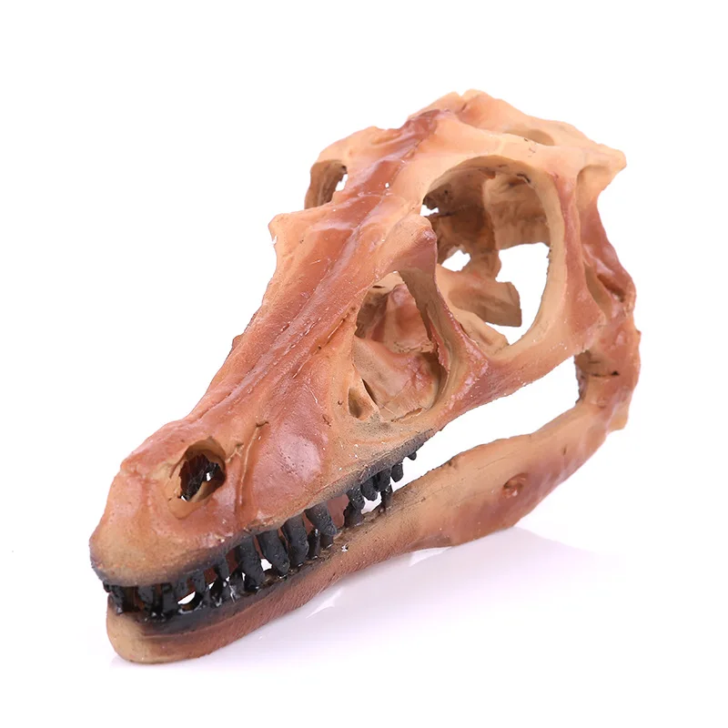 real velociraptor skull for sale