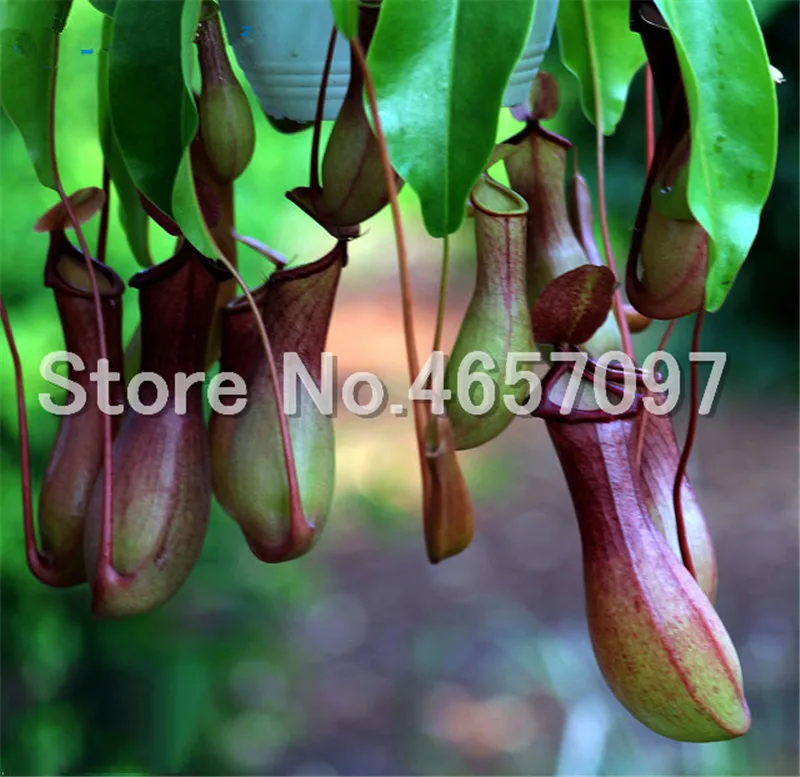 300 pcs/lots Dionaea Muscipula Giant Clip Venus Flytrap Plant Multifarious Nepenthes Carnivorous Plant Bonsai tree for Garden 300 pcs/lots Dionaea Muscipula Giant Clip Venus Flytrap Plant Multifarious Nepenthes Carnivorous Plant Bonsai tree for Garden