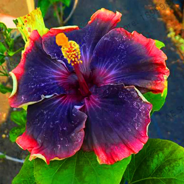 Hot Sale!100pcs Hybrid Tropical Hibiscus Flower Bonsai, China Rose