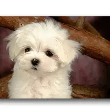 DIY Домашний текстиль двери лежак для щенка собаки популярное 40x60 см двери коврики пользовательские домашний декоративный ковер