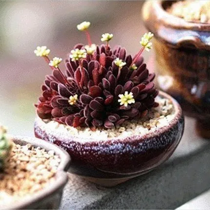 

100 rare succulent plant home garden bonsai
