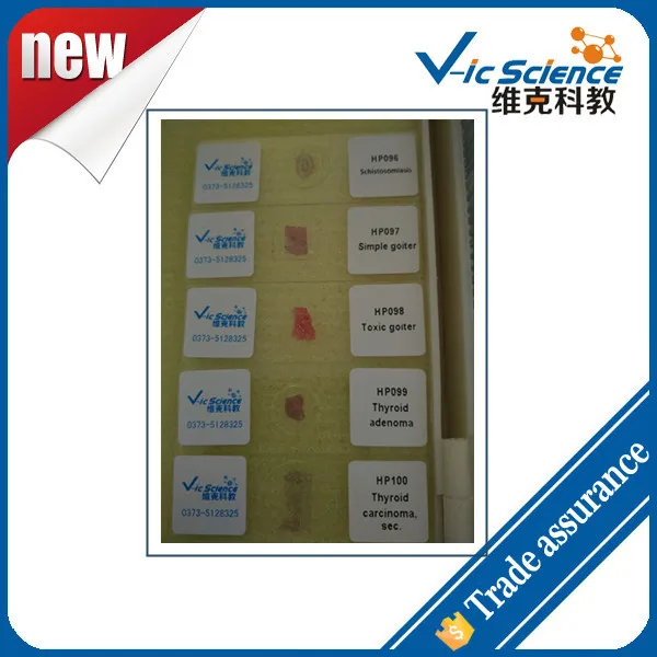 

New Arrival 50pcs Human Pathological microscope prepared slides set