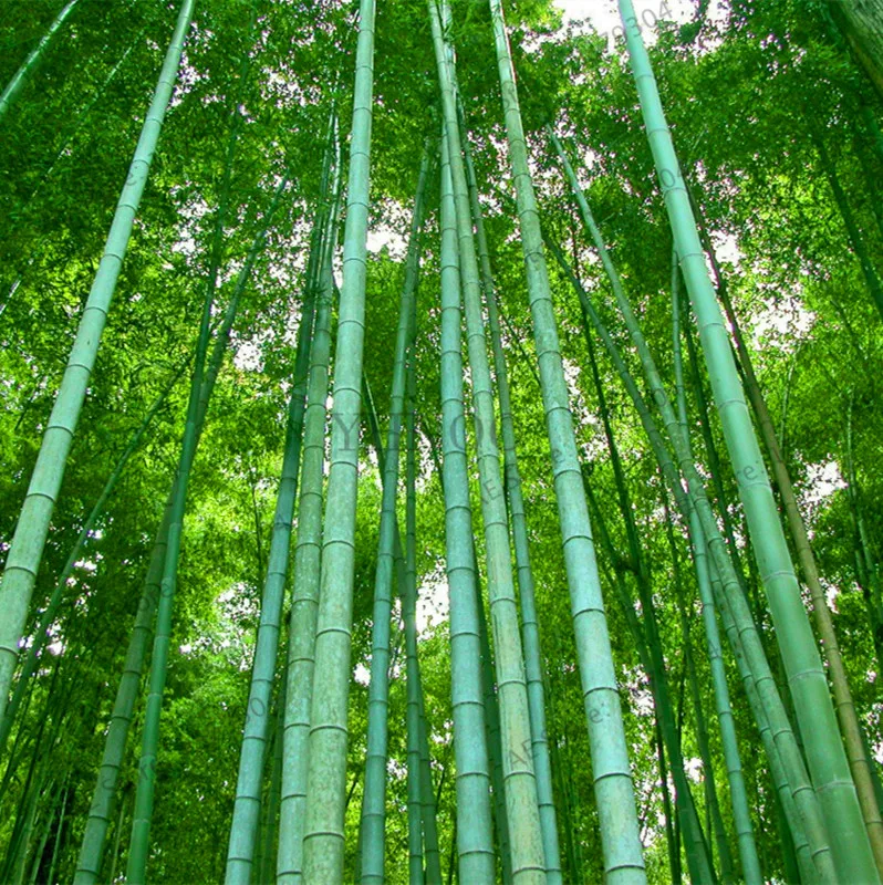 Промо-акция! 50 шт./пакет Moso бамбук бонсай. Phyllostachys heterocycla Pubescens-гигантский Moso Bamboo flores для DIY домашнего сада