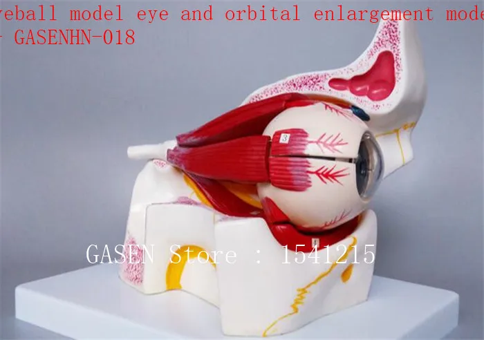 Анатомическая глаза экстраокулярных мышцы модели обучения медицины Модель глазного яблока глаз и орбитальной Модель расширения-GASENHN-018