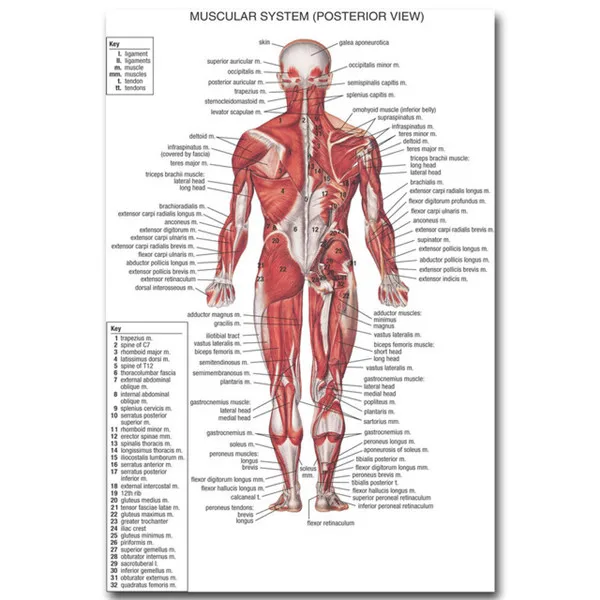 Featured image of post Map Of Arm Muscles Now that you ve learned them you re ready to tackle this