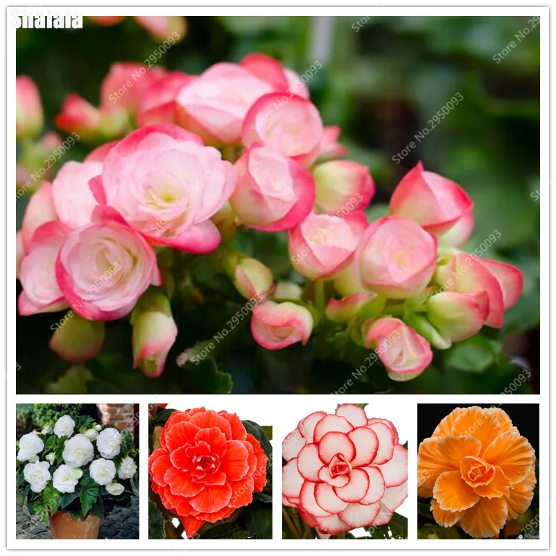 

Hot Sale 100 Pcs/bag Decor Beautiful Begonia Flower Potted Bonsai Garden Wall Ornamental Plant Home For Christmas Tree Easy Grow