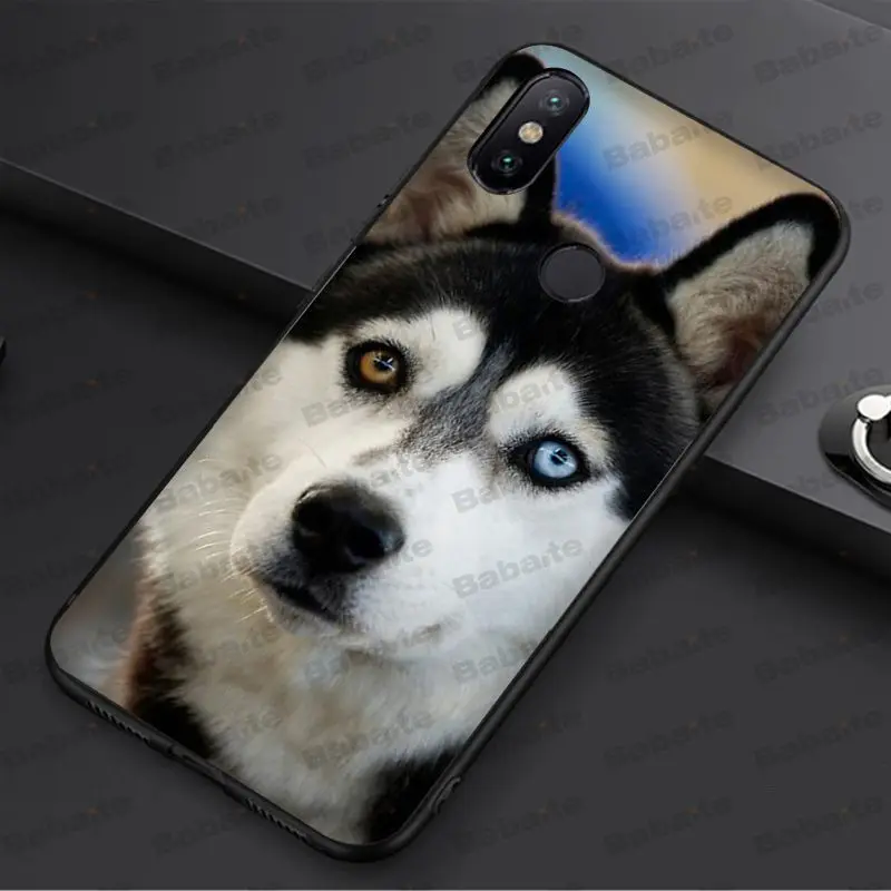 Animal Husky cute Puppy Dog
