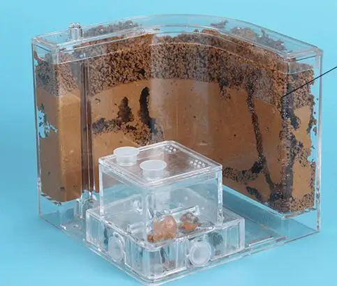 professional-ant-nest (6)