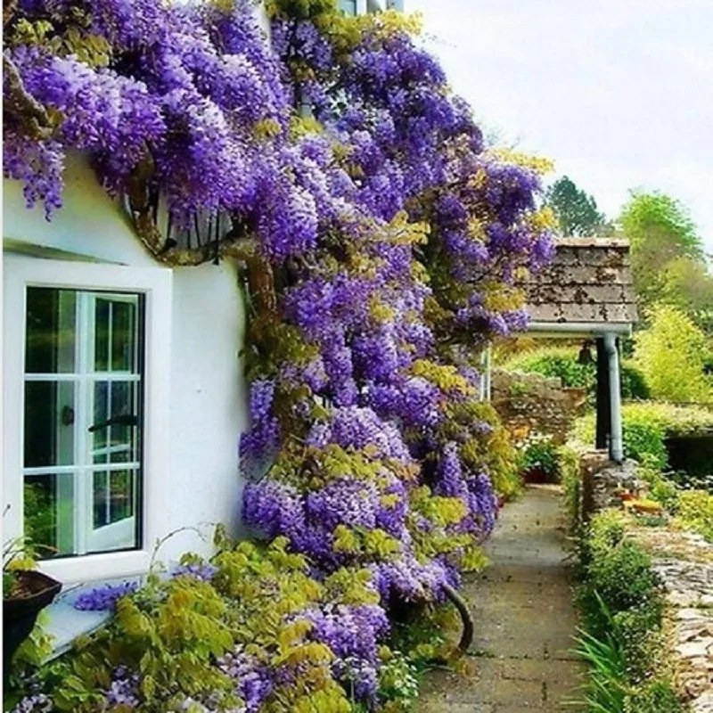 

Blue Japanese Wisteria Fresh Viable bonsais Amazing Climber Free Shipping 2pcs